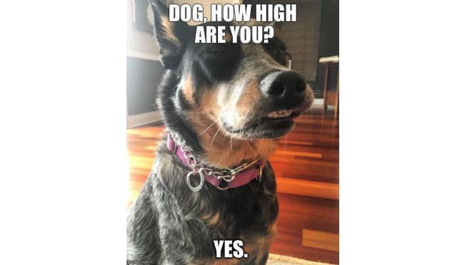 Dogs Shouldn’t Ingest Pot, But Mine Did